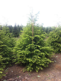 Large Mature Eastern Hemlocks 10-16’ 