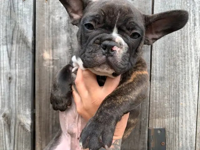 1 Male Brindle  5 year Health Guarantee **Ready now** in Dogs & Puppies for Rehoming in London - Image 7