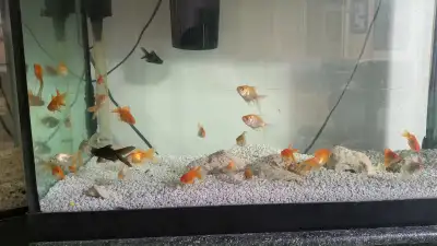 Gold fish - 30 various gold fish for $50, View more