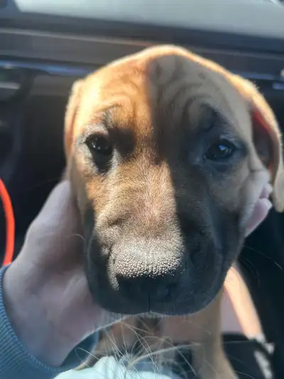 Beautiful Female Puppy, View more