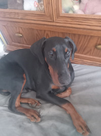 Registered purebred Doberman puppy with papers 