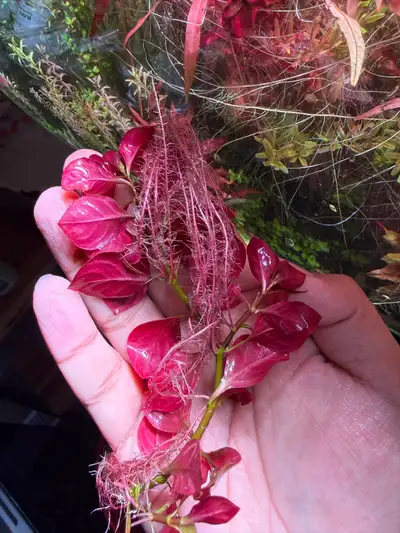 plant cuttings, View more