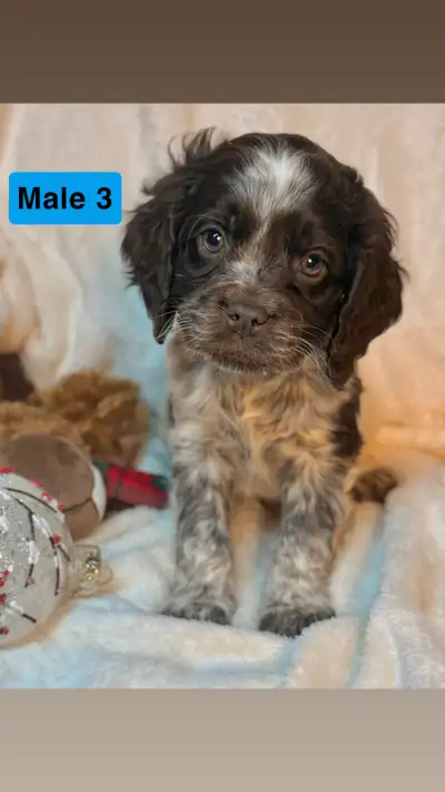 Cockapoo Puppies-Ready to Go Now, View more