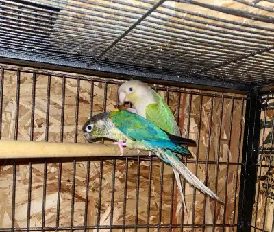 Conure pairs 1st pair torquoise yellow sided X Cinnamon 2nd pair Green Dilute Please contact for add...