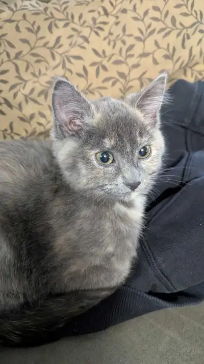 Adorable kitten , View more
