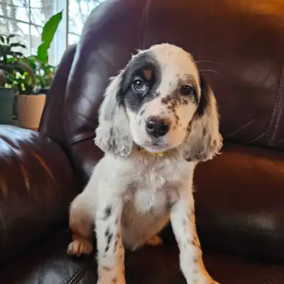 English Setter - Puppies, View more