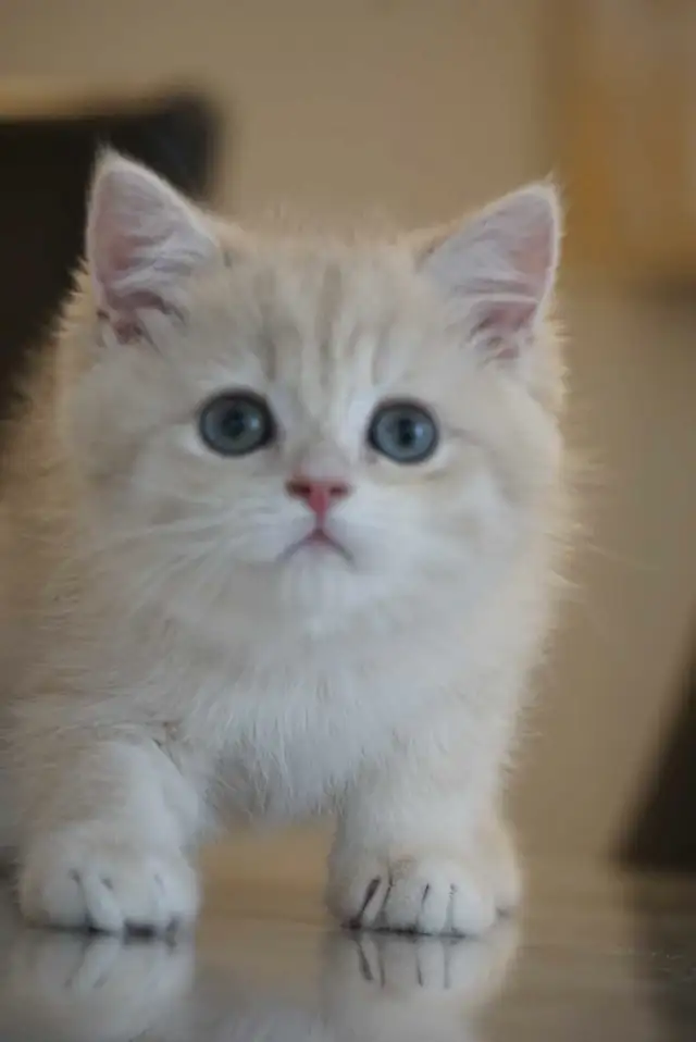 Purebred British shorthair kittens TICA. . in Cats & Kittens for Rehoming in City of Montréal - Image 4