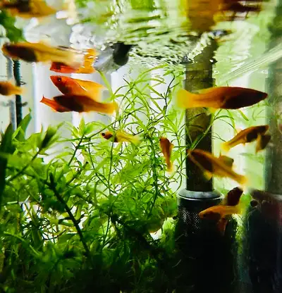 Blends of yellows, oranges and reds combined with the rakish dorsal fin make these fish real eye cat...
