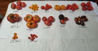 graine semence de tomate 100 variété , 10 graine pour 1$