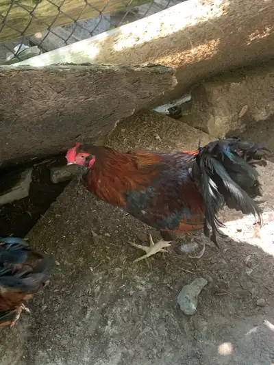 Roughly a year old Easter Egger Rooster looking to get $20 obo please text 226-456-7497 if you have...