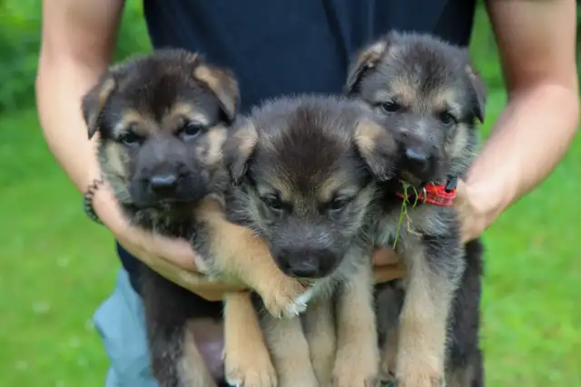 Only 1 left Vaccinated and healthy german shepherd puppies in Dogs & Puppies for Rehoming in Ottawa - Image 3