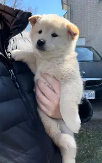 Shiba Inu Pup - Purebred 9 weeks old