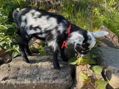 Nigerian Dwarf Goat Kids, View more