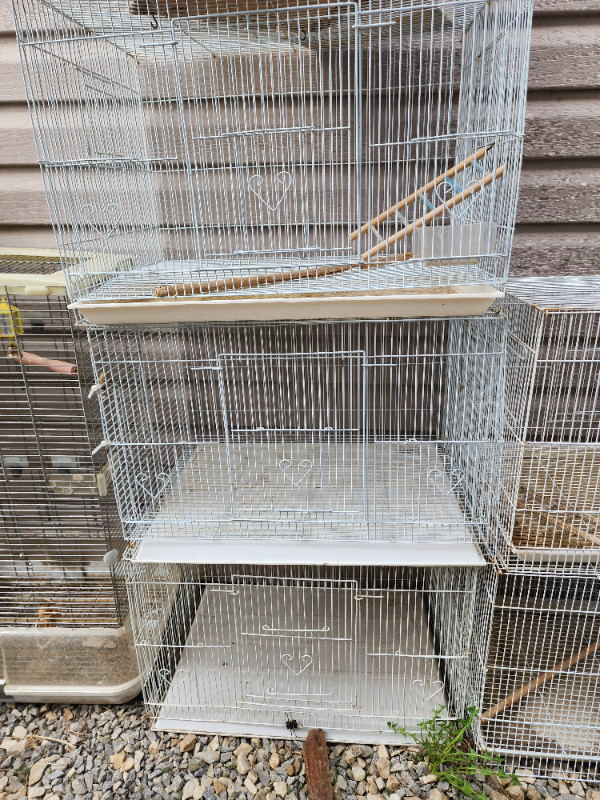 Partotlets, Finches, lovebird  Bird cage in Birds for Rehoming in Calgary - Image 3