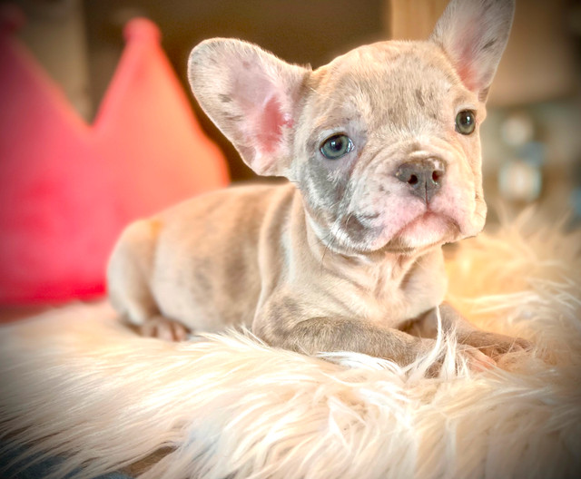 French Bulldog Français exotique/ Frenchie dans Chiens et chiots à adopter  à Laval/Rive Nord - Image 3
