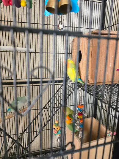 Love birds for rehoming, View more