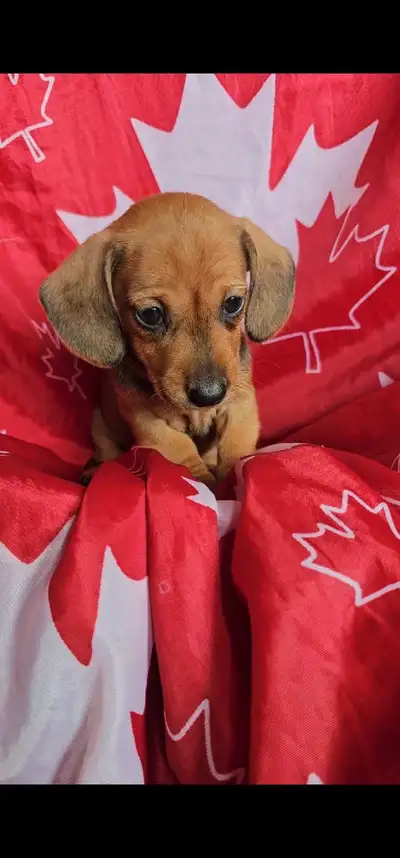 Microchipped Purebred Mini Dachshunds, View more