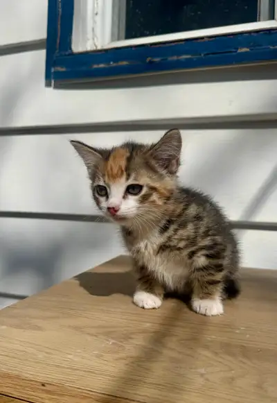 kittens for sale, View more