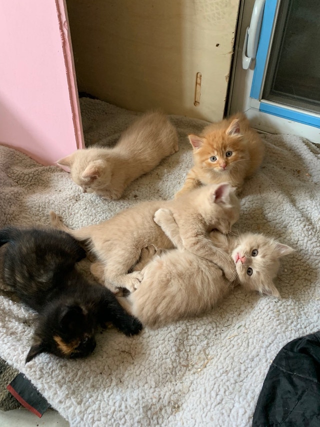 Kittens for adoption to loving home Cats & Kittens for Rehoming