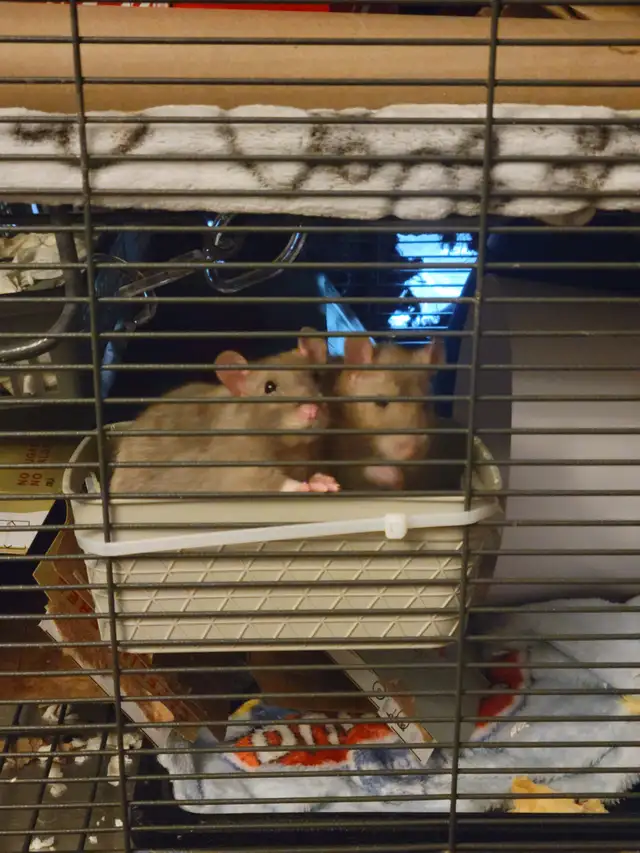 2 beautiful female siblings rats looking for a new home. | Small ...