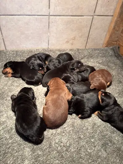 Catahoula x Bernese Mountain Dog Puppies, View more