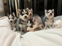 5 beautiful pure breed huskies (update for exciting add)
