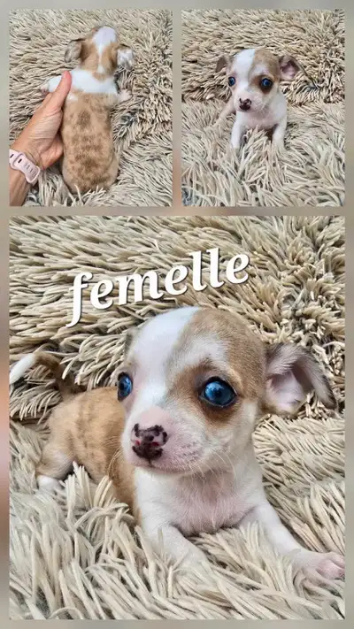 chihuahua puppies, View more