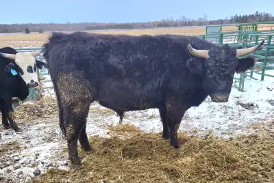 3yr bull, View more