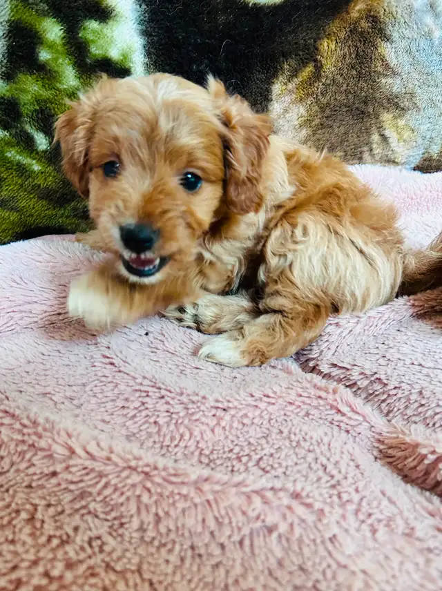 Beautiful Cavapoo Puppies in Dogs & Puppies for Rehoming in Markham / York Region - Image 4