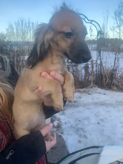 CKC Registered Long Hair Mini Dachshunds, View more