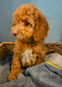 small size Cockapoo girl looking for new home