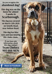 DOG FOUND IN SCARBOROUGH - March 12, 2024