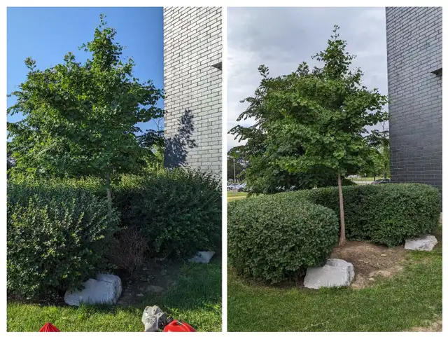 Gardener/ Landscaper Available in General Labour in Hamilton - Image 4