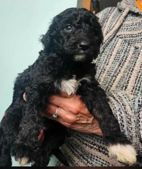 Goldendoodle puppies in Dogs & Puppies for Rehoming in Saint John - Image 3