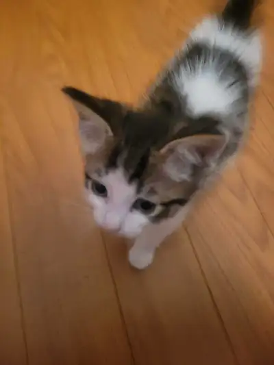 4 baby kitten so cute for sale, View more