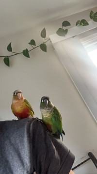 Bonded hand tamed conure pair!