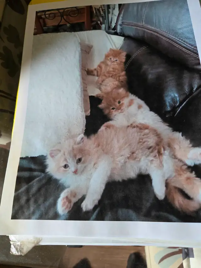 3 chatons à adopter in Cats & Kittens for Rehoming in Laval / North Shore - Image 2