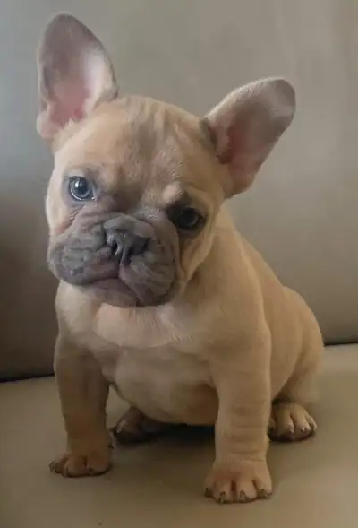 Magnifiques bouledogues français femelles Élevé en milieu familial Une lilac fauve L’autre lilac bri...