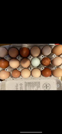 Backyard hatching eggs 