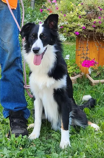 "Cookie" Has Found Her Forever Home, View more