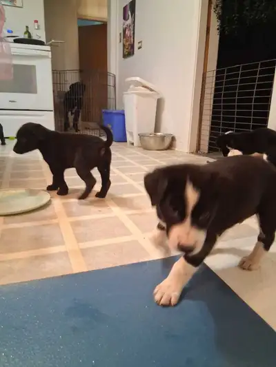 Malinois x Borador Puppies, View more