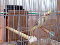 Conures / Cockatiels