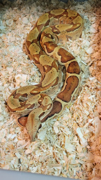 Adult male Paraglow Boa Constrictor