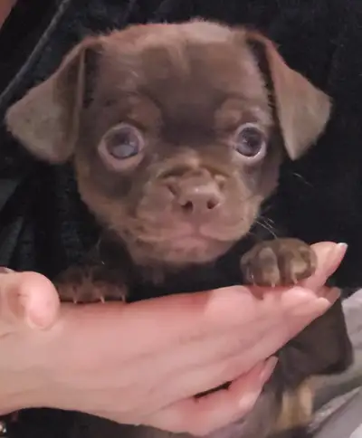 quirky cuddly and affectionate chihuahua brother and sister looking for the perfect match. msg with...