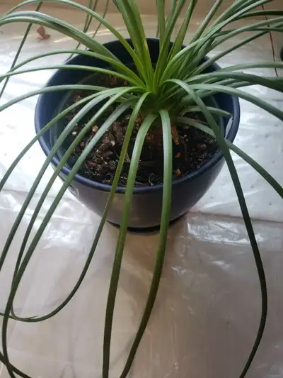 indoor plant, View more