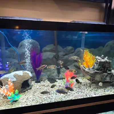 Je racheté les article d'aquarium et les filtreurs  etc., View more