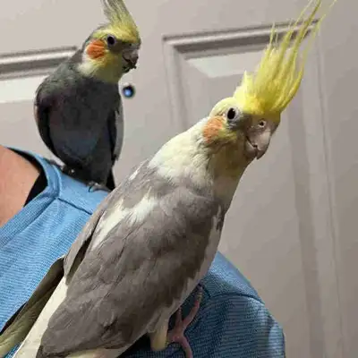 2 cocktail birds
