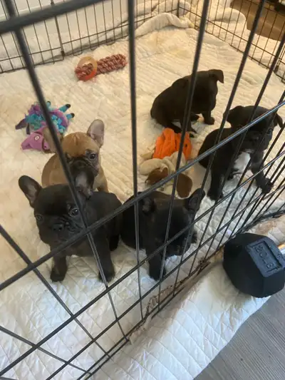 French Bulldog Puppies  3 Female 2 Male Available, View more