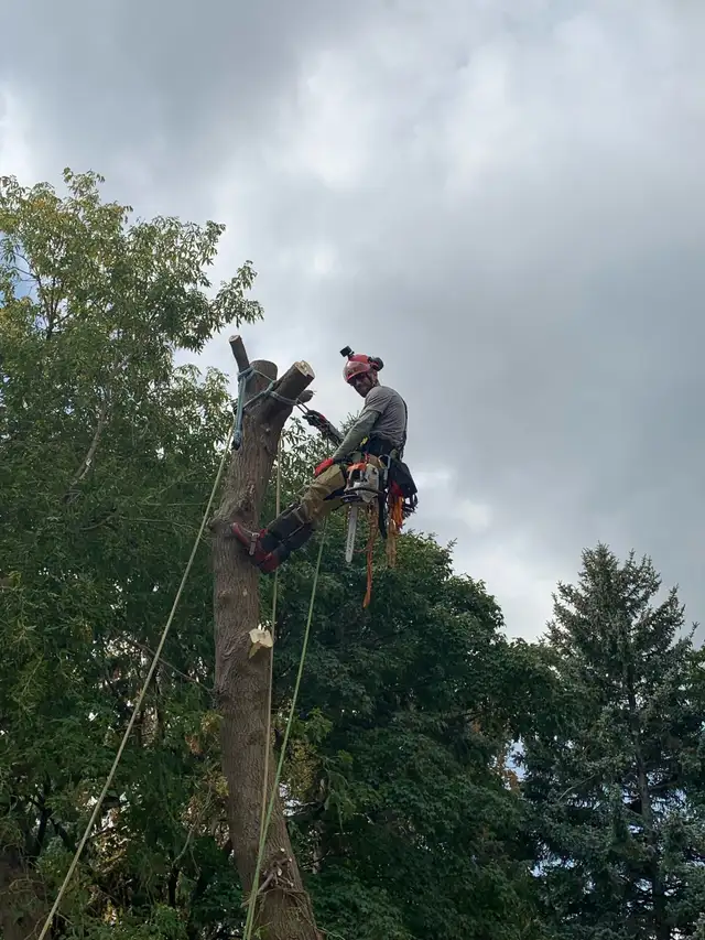 TREE CARE SERVICES, TREE REMOVAL, PRUNING (416) 206-146062863246806274123