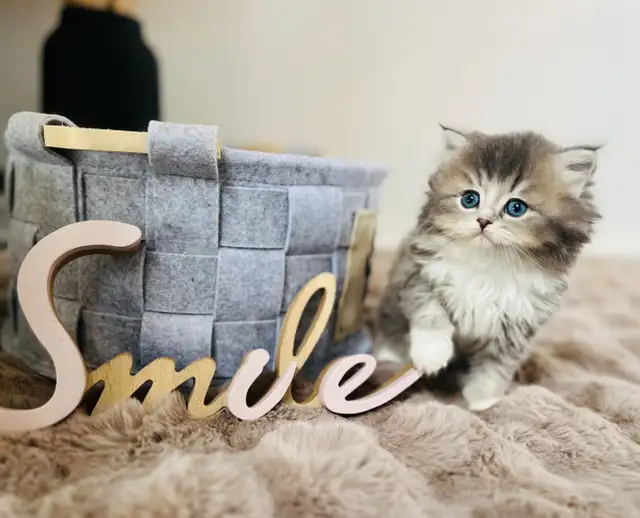 Chatons Ragdoll (pure race)❤️Scottish(pure race)❤️males et feme in Cats & Kittens for Rehoming in Laval / North Shore - Image 9